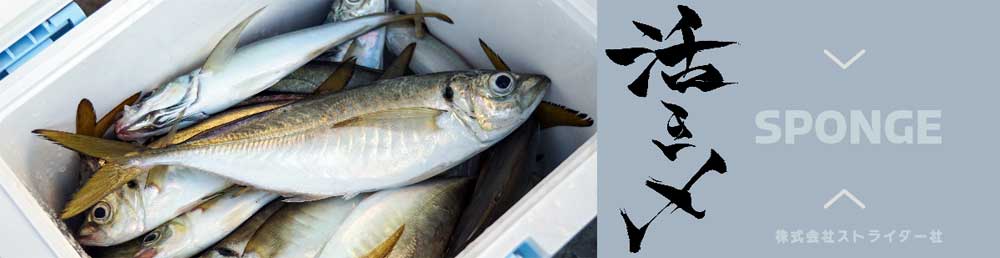 魚を漁獲した後の活け締め（活き締め）に使用する漁業用ウレタン・スポンジマットを販売しています。