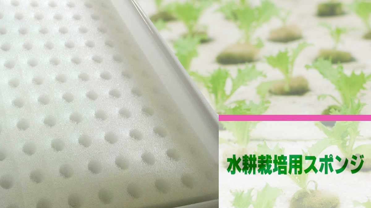 水耕栽培用スポンジのアイキャッチ画像。育苗トレイに並べられた白色のウレタンフォームで、くぼみ有りタイプと無しタイプの2種類を比較。密度13±2kg/m³で、保水性と通気性のバランスに優れる。